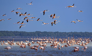 Celestun flamingos