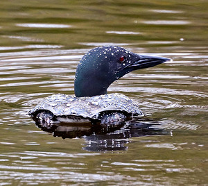 Loon and waterdrops