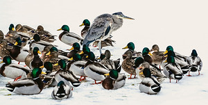 Blue heron and mallards
