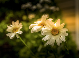 Daisies in bloom