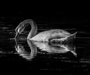 Mute swan black and white