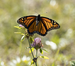 Monarch butterfly and close