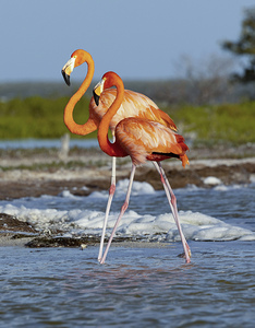 Flamingo couple