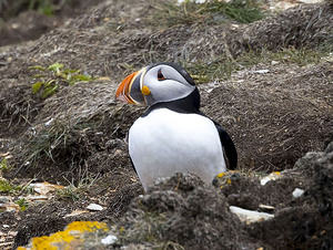 Proud puffin