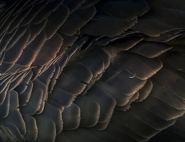 Goose feathers by NatureSnaps