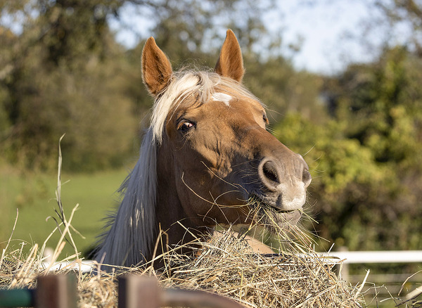 Palomino side eye Print