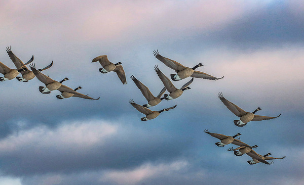 Canada geese and sky Print