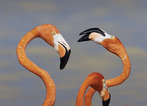 Flamingo heads Print