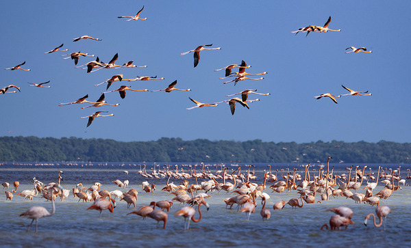 Celestun flamingos Print