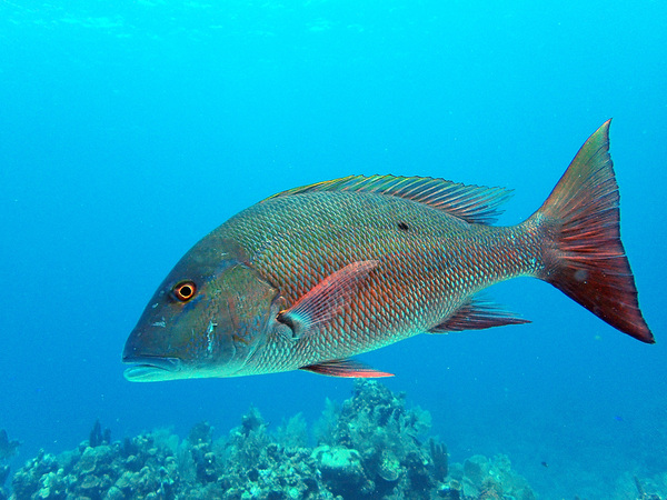 Grouper in Half Moon Bay by NatureSnaps