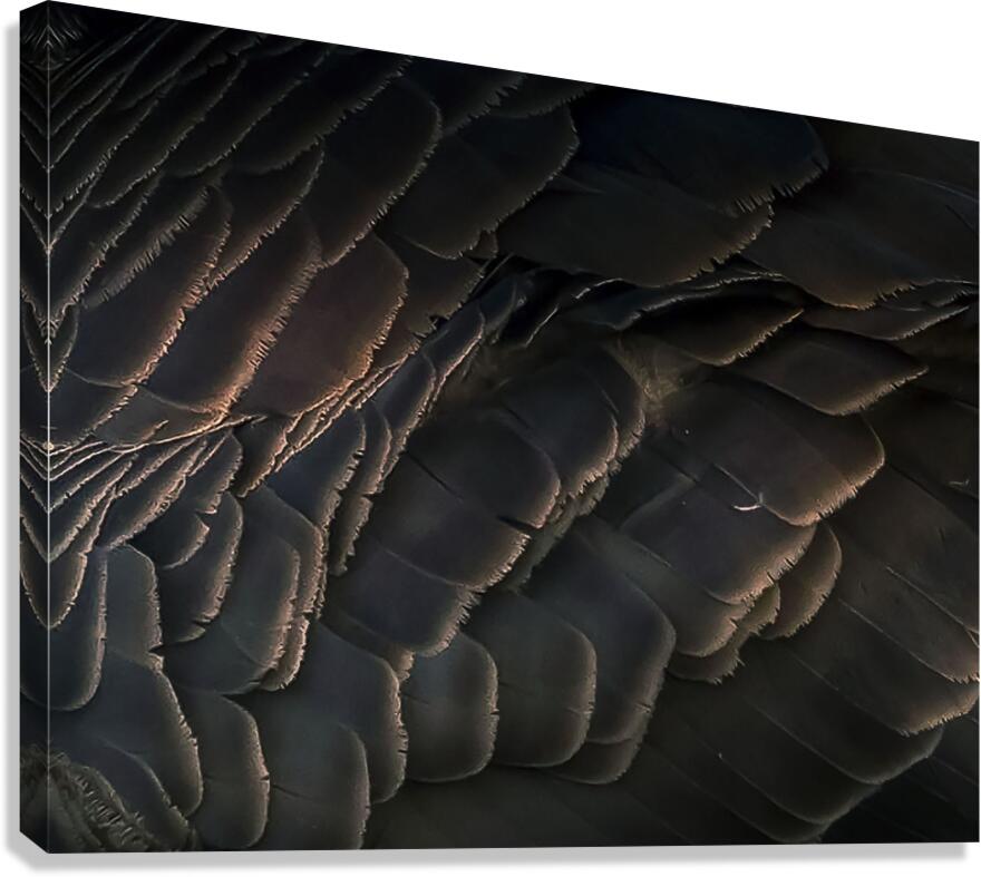 Goose feathers Canvas Print
