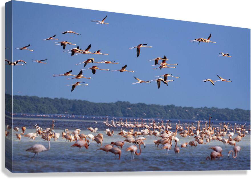 Celestun flamingos Canvas Print