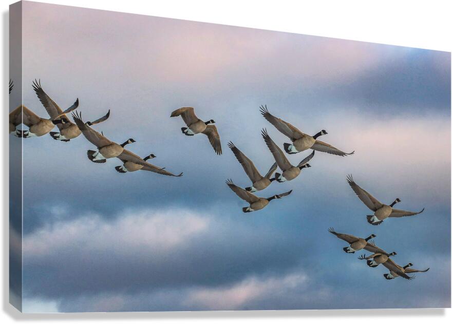 Canada geese and sky Canvas Print