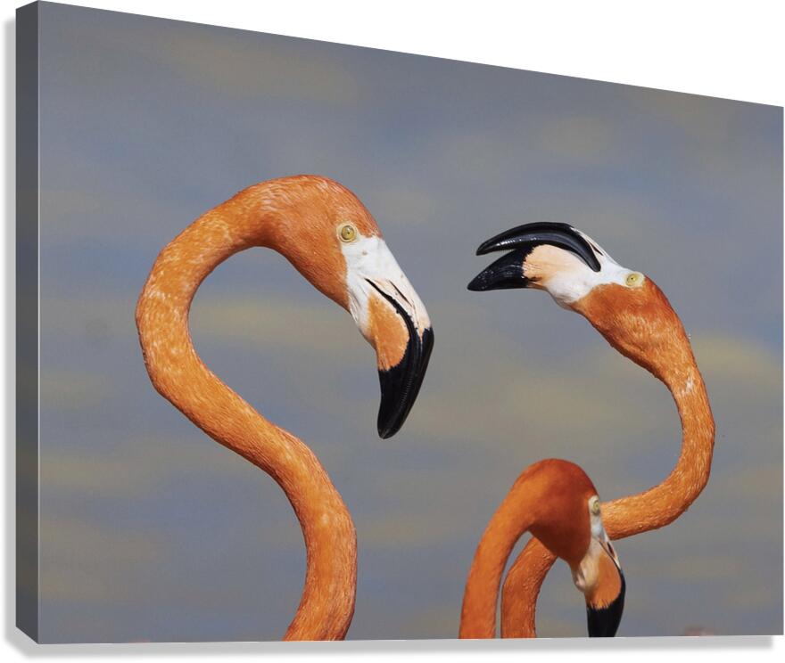 Flamingo heads Canvas Print