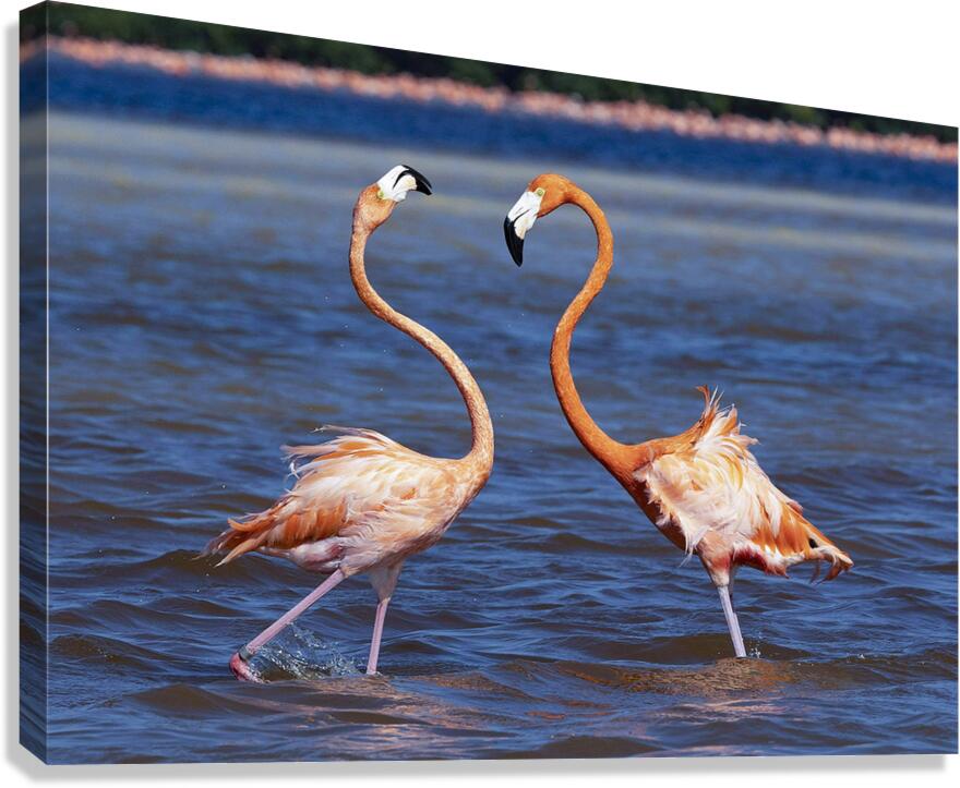 Flamingo chat Canvas Print