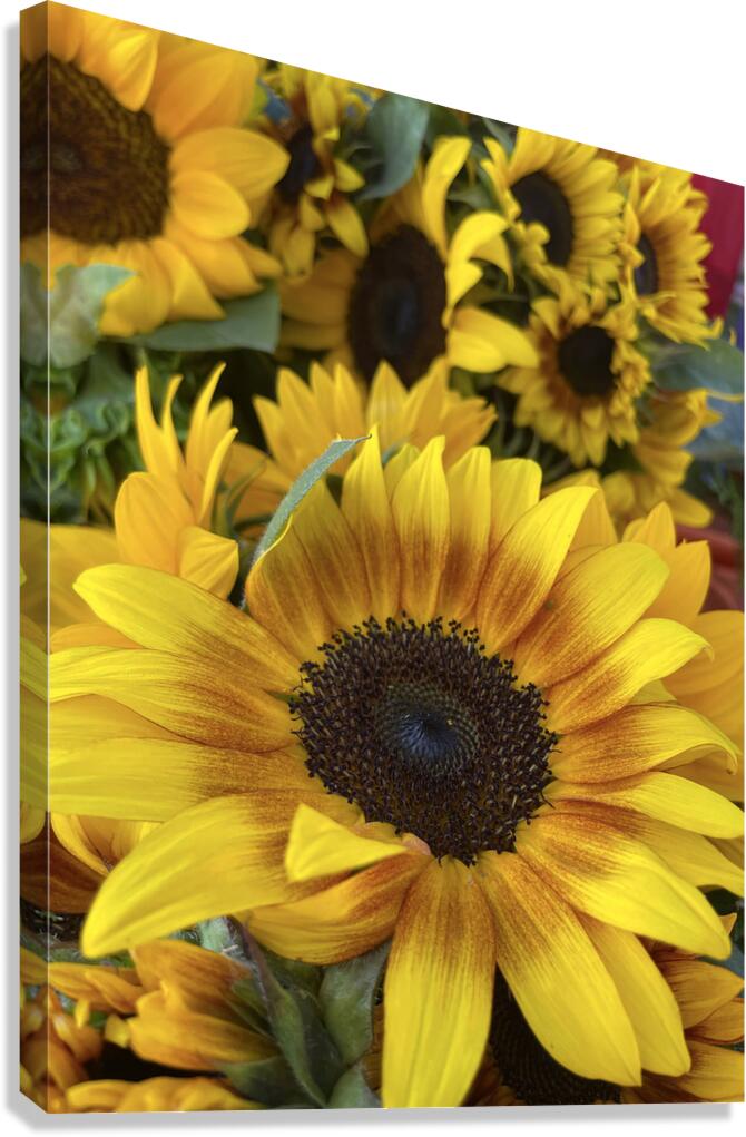 sunflower Canvas Print