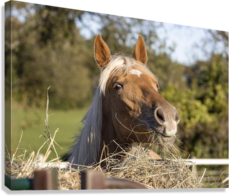 Palomino side eye Canvas Print