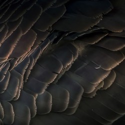 Goose feathers