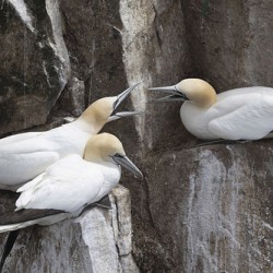 Three gannets