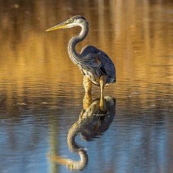 Blue heron reflection