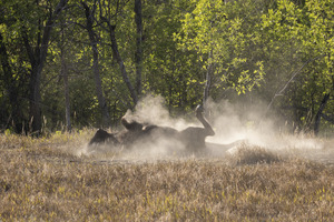 Bathing Buffalo