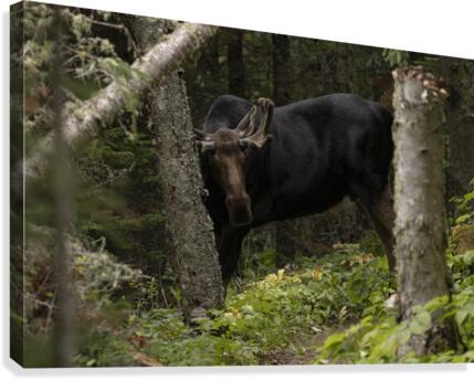 Royale Moose Canvas Print