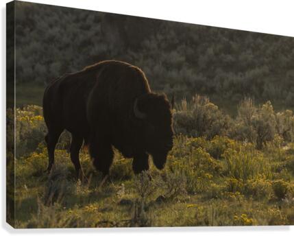 Yellowstone  Bison Canvas Print