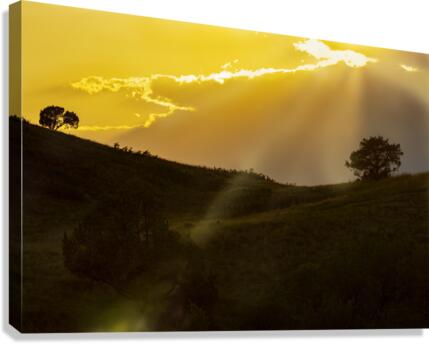 Yellow  Canvas Print
