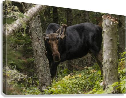 Royale Moose Canvas Print