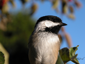 Chickadee closeup 2008 Print