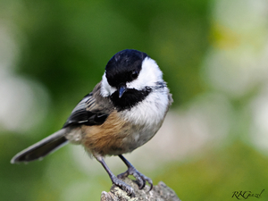 Contemplative Chickedee 2023 RKG A9706