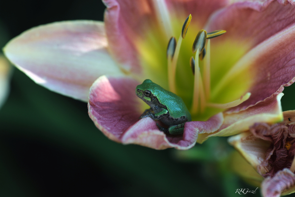 Spring Peeper Green 2013 9846 by GinzelGallery