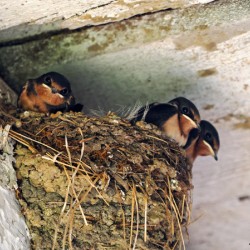 Barn Swallow Chicks 2023 5917