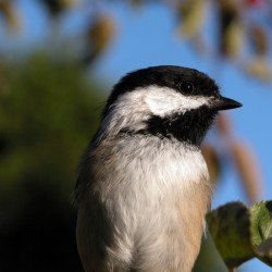 Chickadee closeup 2008