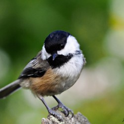 Contemplative Chickedee 2023 RKG A9706