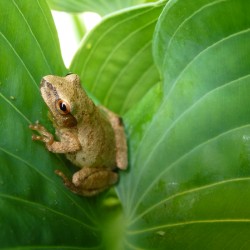 Spring Peeper Brown Hosta 2012  10287
