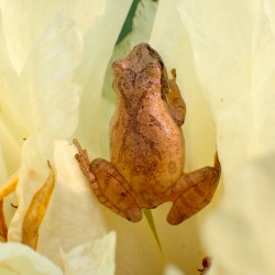 Spring Peeper Climb 2023 04170