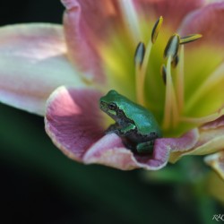 Spring Peeper Green 2013 9846