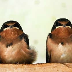 Swallow Chicks 2022 A8547