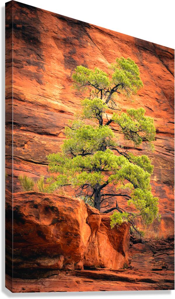 Camouflaged Canvas Print