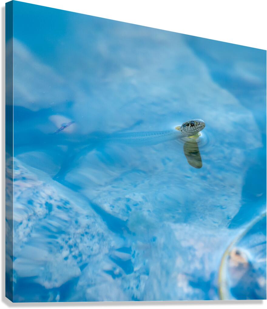 Fancy A Sssswimm Canvas Print