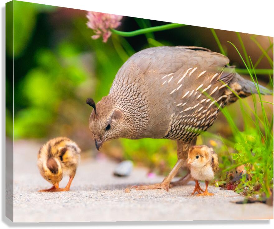 Lunch With Mom Canvas Print