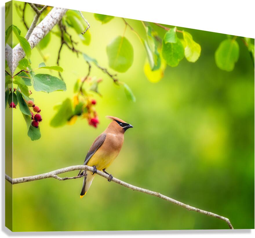 Cedar Waxwing Canvas Print