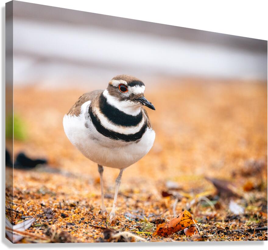 Intrepid Killdeer Canvas Print