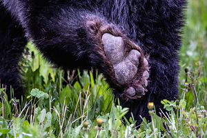 Bear Foot