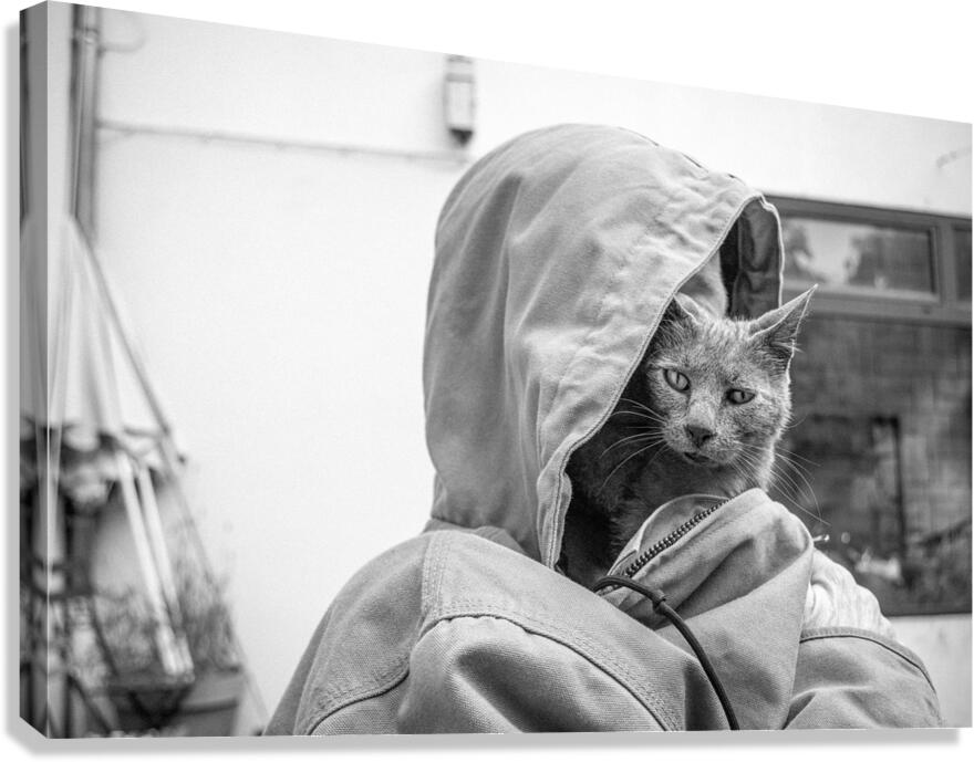 The human cat Canvas Print
