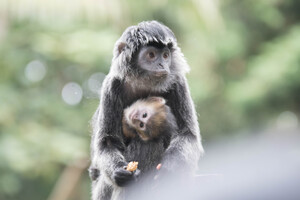monkey