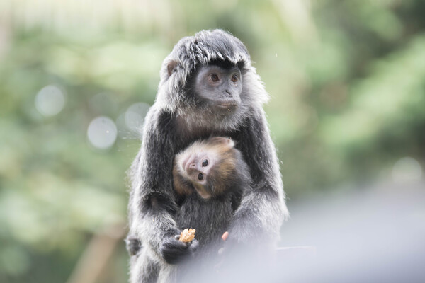 monkey Print