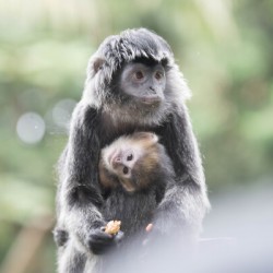 monkey