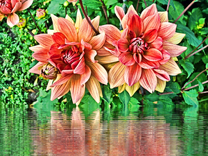 Arte 144 Dahlias Flowers enhanced-paint-style 